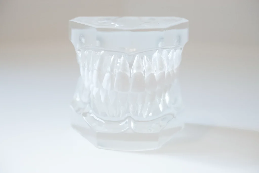 Transparent Zahnmodell zur Darstellung von Zähnen und Kiefer in der Kieferorthopädie.
